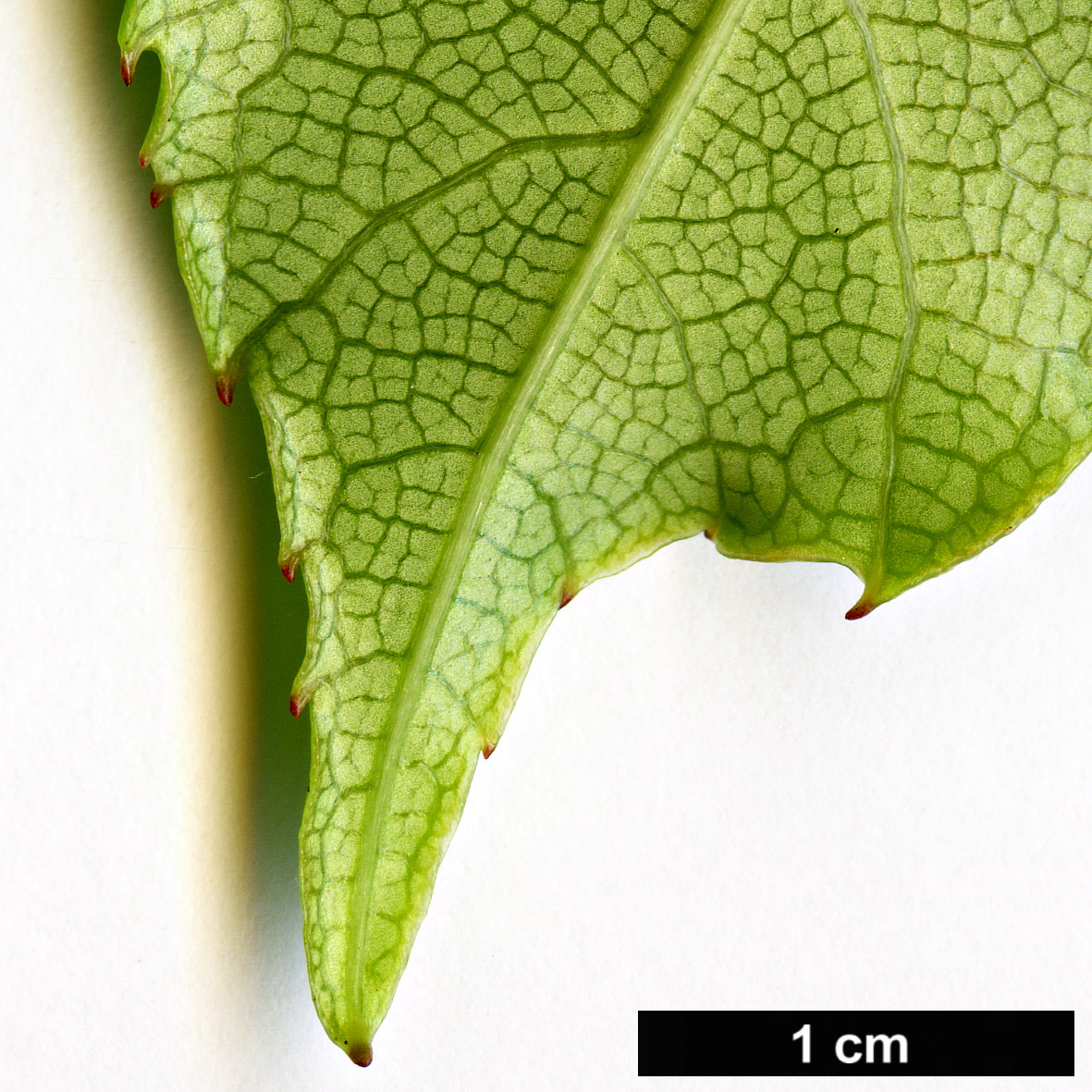 High resolution image: Family: Actinidiaceae - Genus: Actinidia - Taxon: rubricaulis - SpeciesSub: var. coriacea
